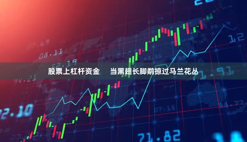 股票上杠杆资金     当黑翅长脚鹬掠过马兰花丛